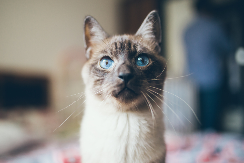 Siamese cat with blue eyes. Blind cat.