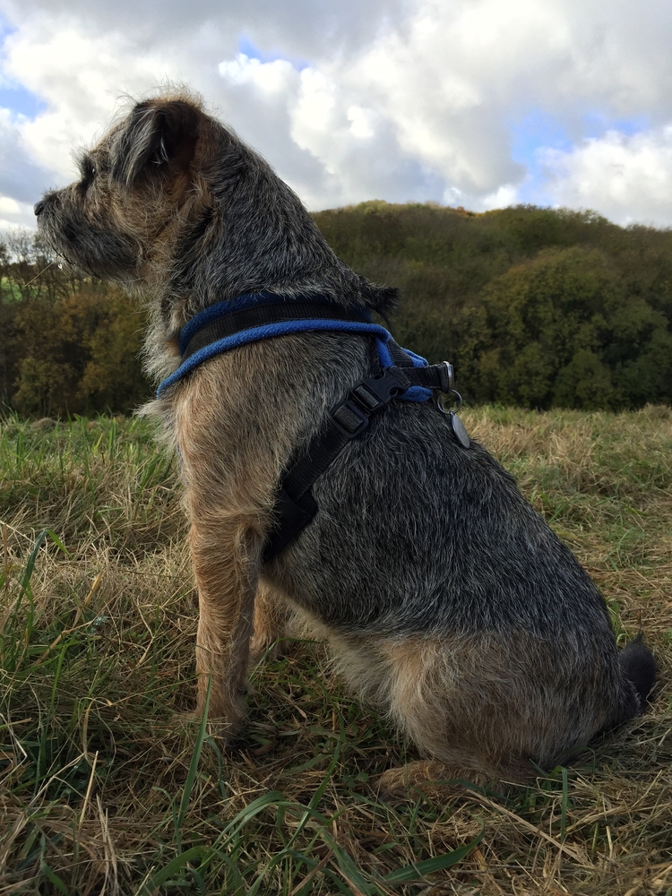 Border Terrier Dog sitting in the Countryside