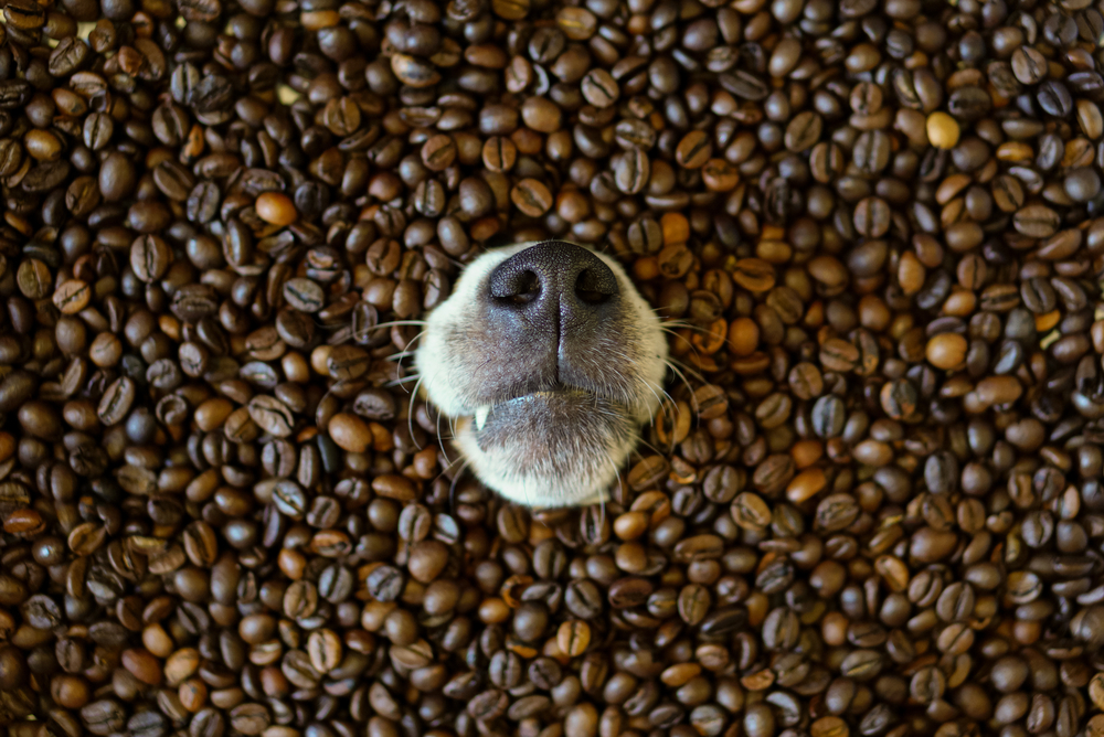 犬とコーヒー豆