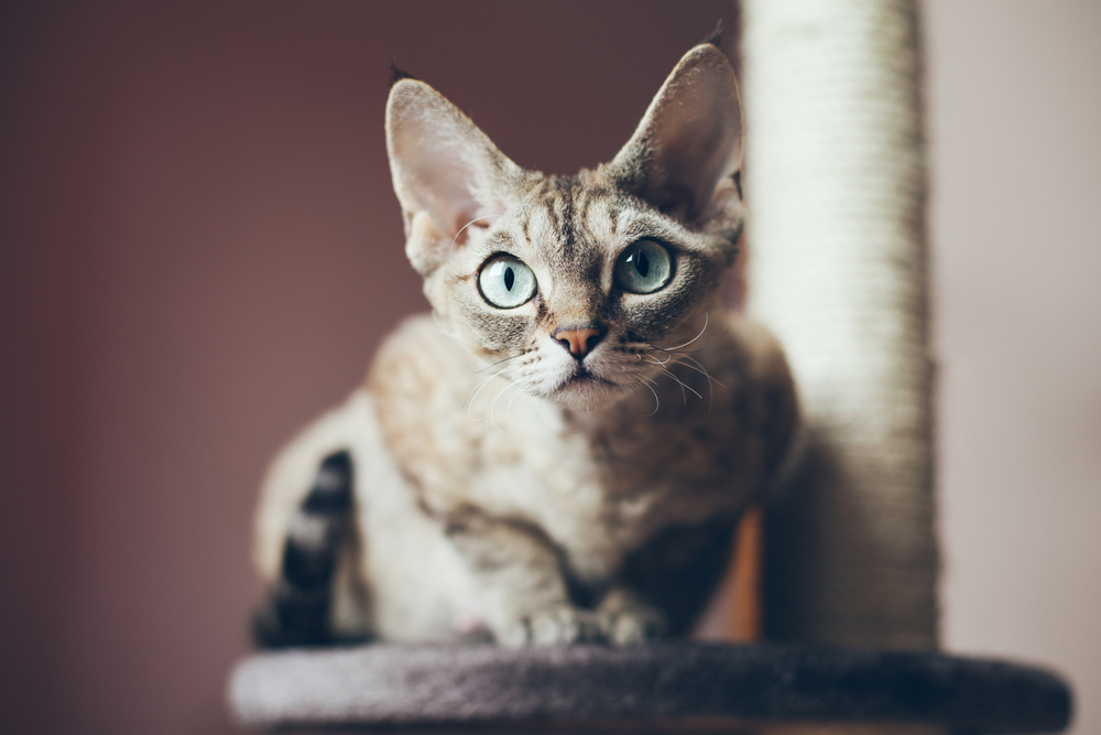 Portrait of a beautiful Devon Rex cat looking at the camera, natural light shoot, nice shadows. Cat uses scratching post. Cat breeds.