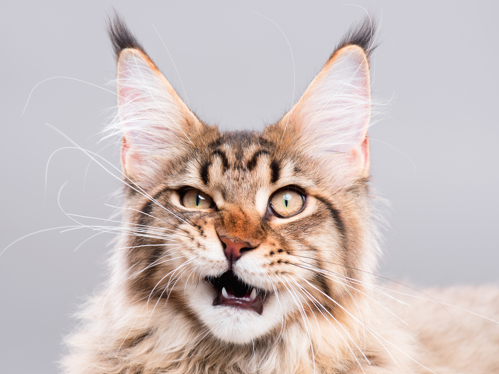 猫の鼻づまりの原因とは？5つの原因と対策を見きわめよう！