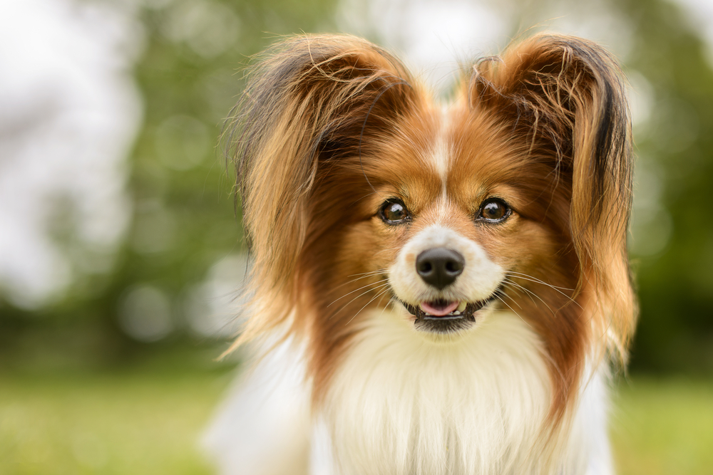 Portrait of a Papillon Purebreed Dog in a Grass Meadow with Trees Behind