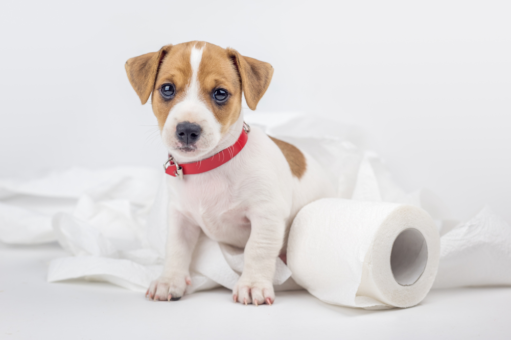 jack russel puppy with toilet paper
