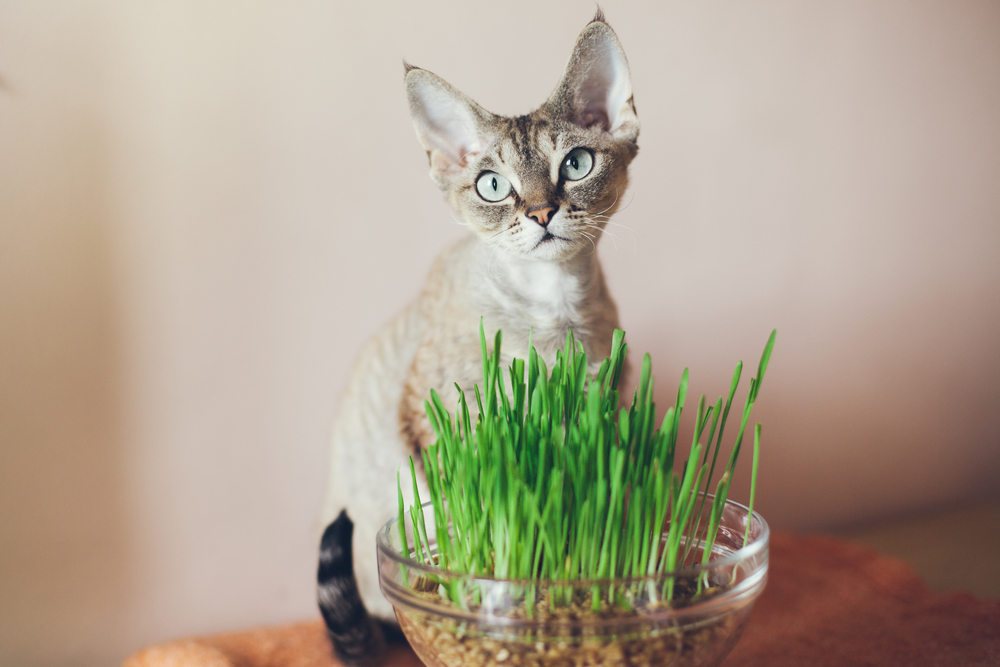 Cat eats fresh green grass. Cat grass, pet grass. Natural hairball treatment. Devon Rex with pot of grass