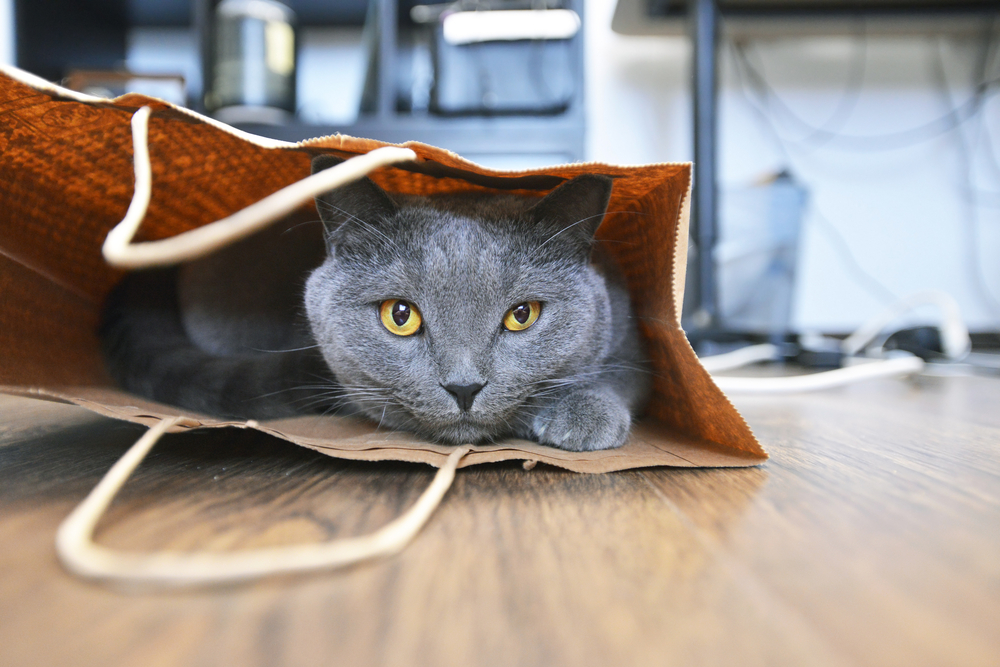 British shorthair cat in a paper bag