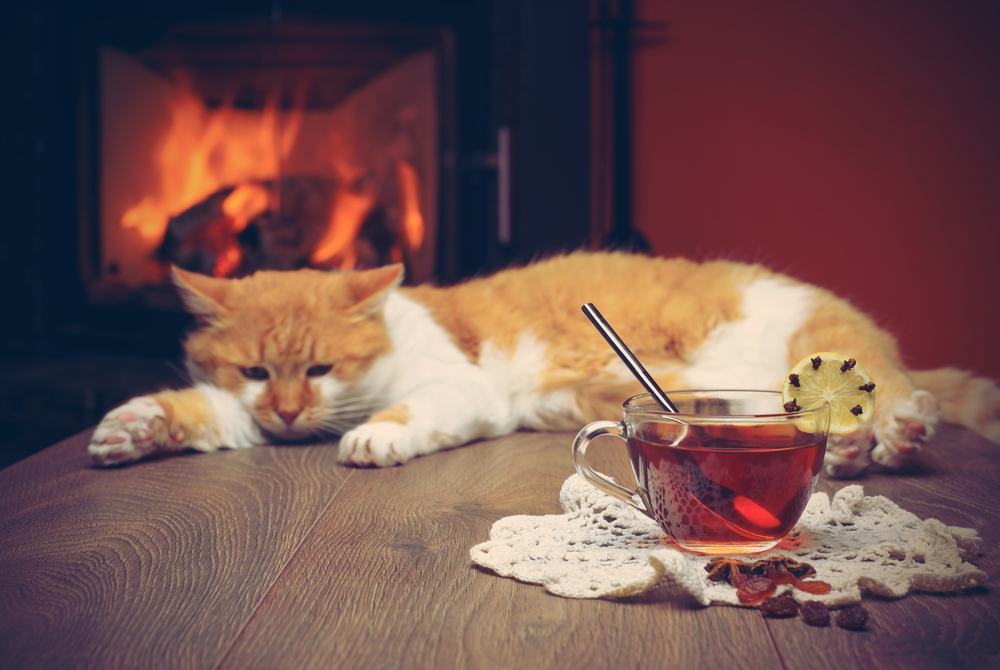 【獣医師監修】猫に紅茶はNG！致死量ともしも飲んだ時の対処法！【2023年版】