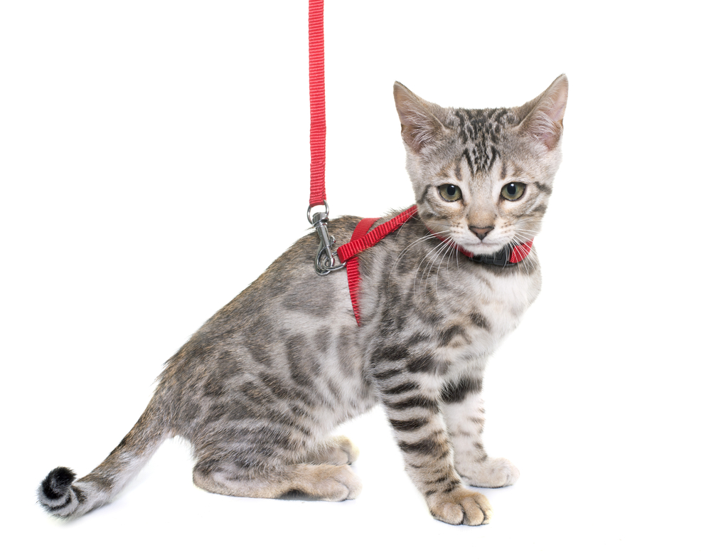 bengal kitten and harness in front of white background