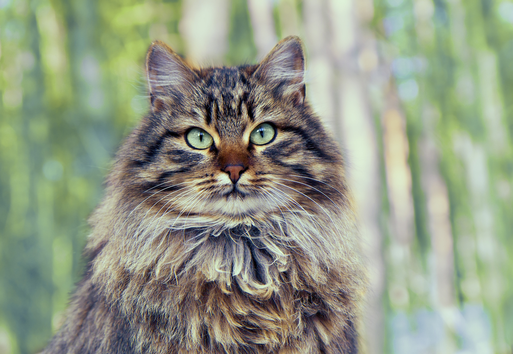 Portrait of cute siberian cat sitting in the pine forest