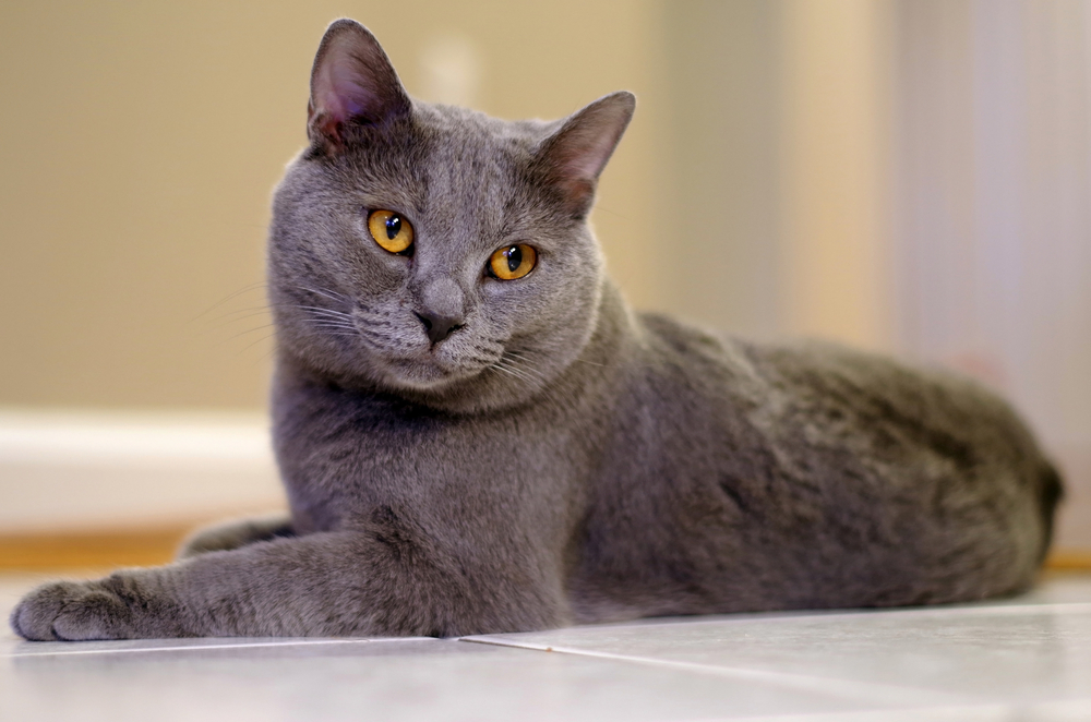 Grey Chartreux Cat Laying on Floor