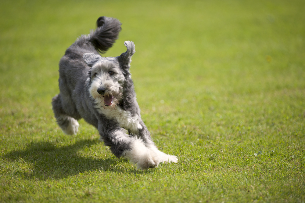 Playful Bearded Collie running on green grass, short coat