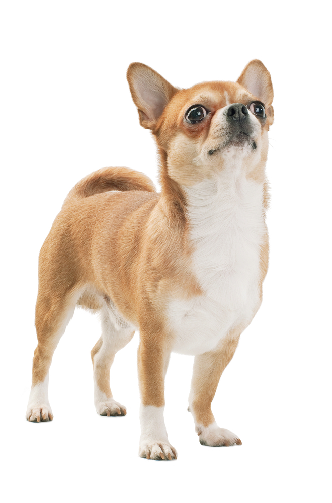  Red with white chihuahua dog,  Champion  of  Breed isolated on white background