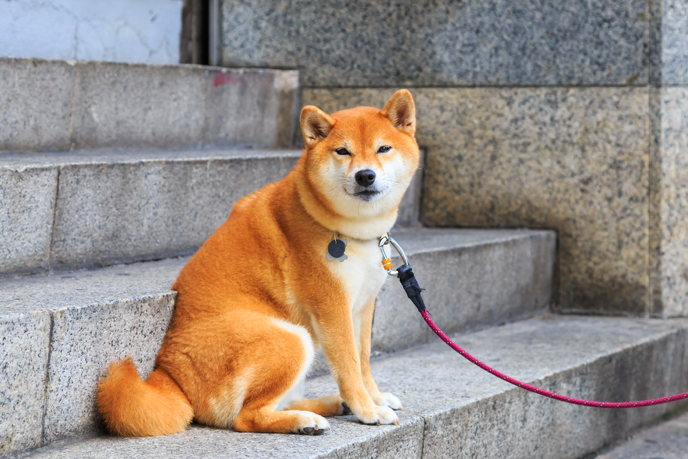 cute Shiba dog in Japan