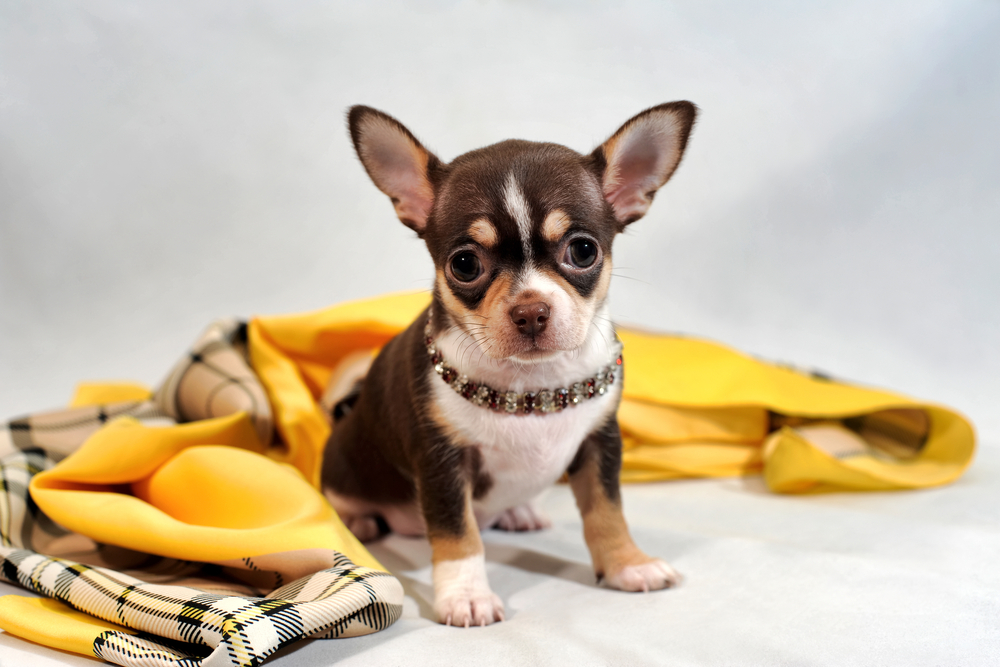 Cute brown short-hair Chihuahua puppy and shawl on white background.