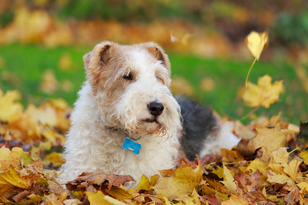 Wire fox terrier sitting amongst the fall leaves.
