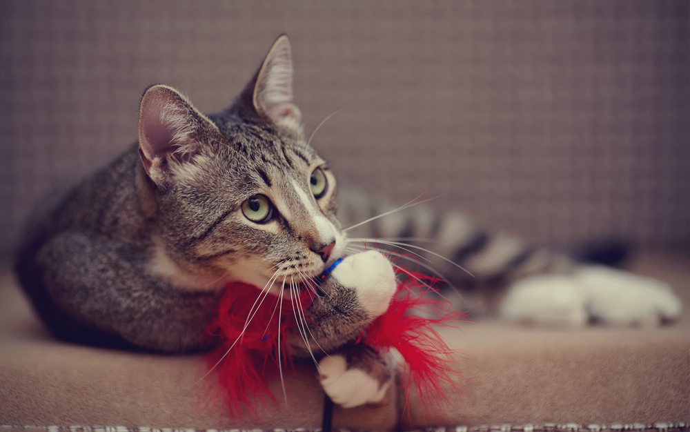 Striped domestic cat on a sofa plays with a toy.