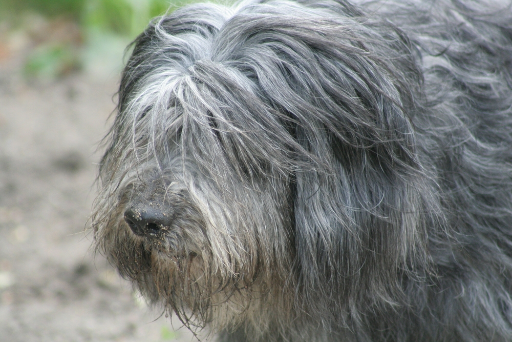 portrait of grey polish lowland sheepdog with dirty mouth