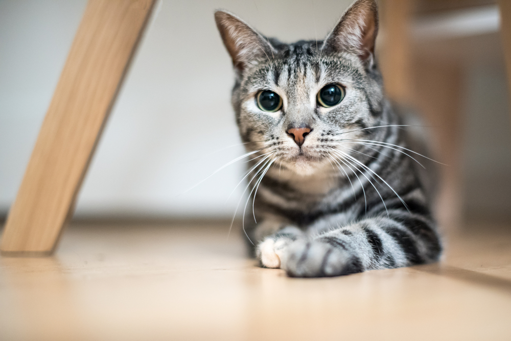 A gray european short-hair young cat getting ready to pounce. Her pupils are dilated in expectance for play.