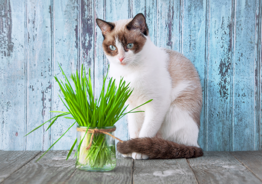 Beautiful cat with feline grass.  Cat Grass for cat health. Pet grass. Natural hairball treatment. 