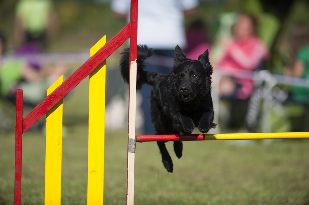 Croatian sheepdog jumping on agility competition