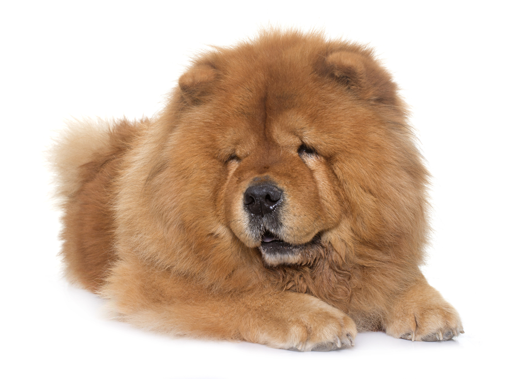 chow chow dog in front of white background