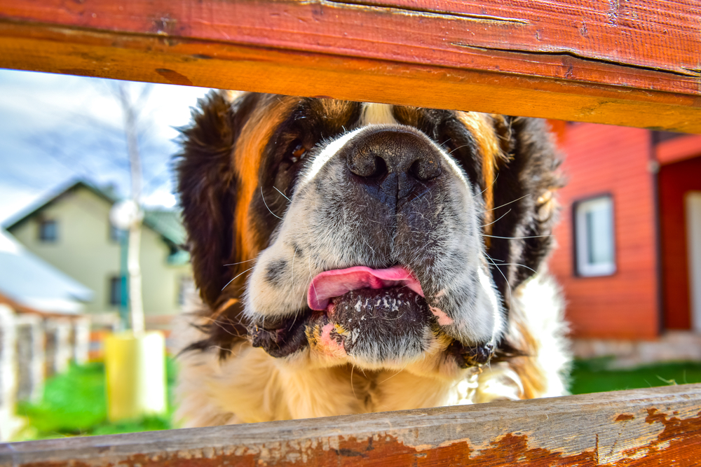 St. Bernard dog