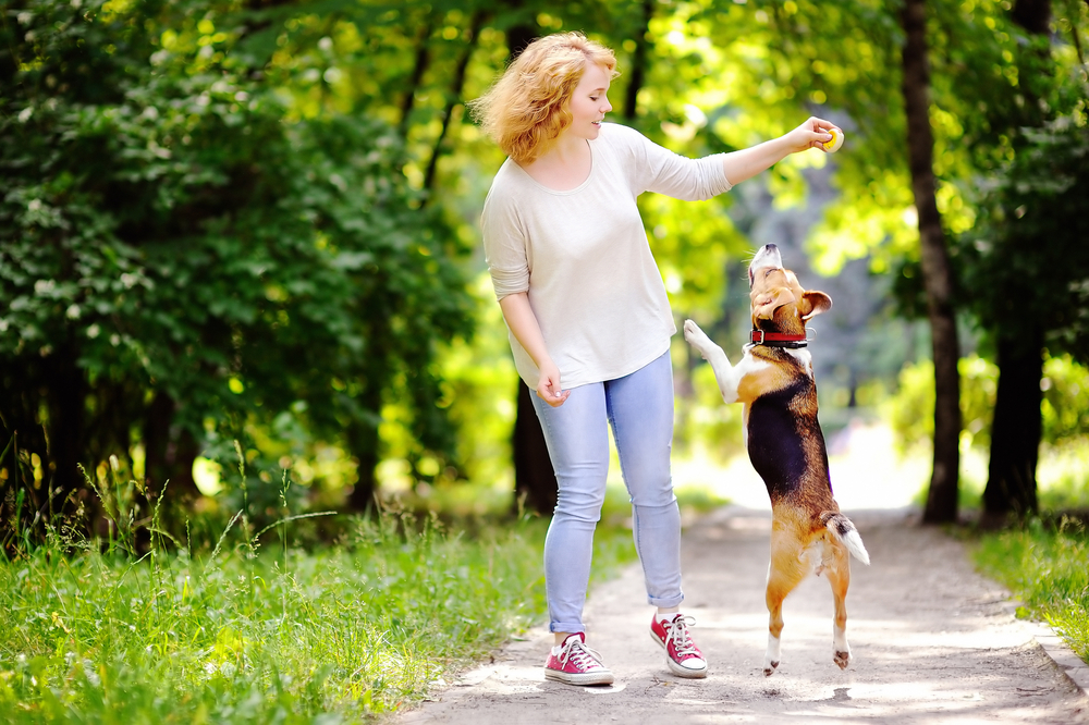 Young beautiful woman playing with Beagle dog in the summer park