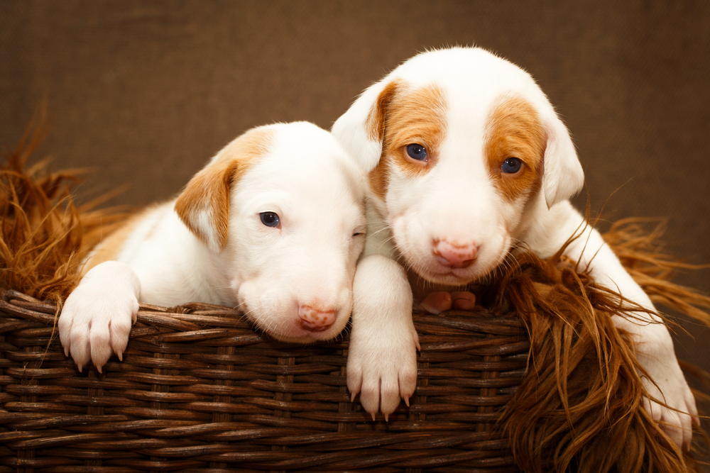 Ibizan Hound dog