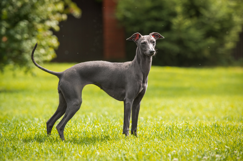Italian greyhound/Nature
