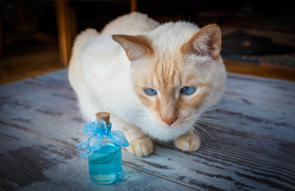 light red blue-eyed cat and blue cologne in bottles on old tree background. photo with vignette