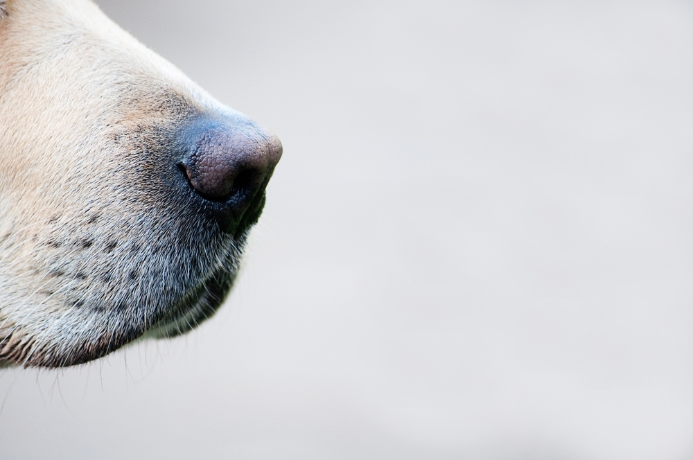 Close up of a golden labradors nose
