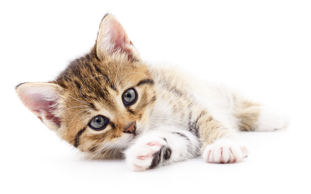 Small brown kitten isolated on white background.