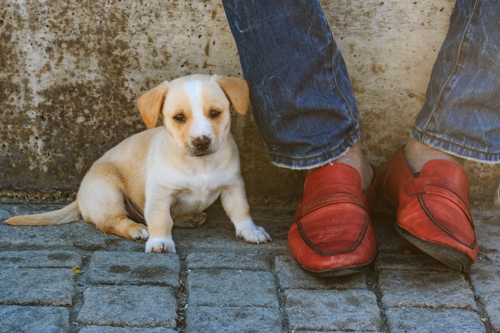 Couple of weeks old puppy sitting by the owners feet