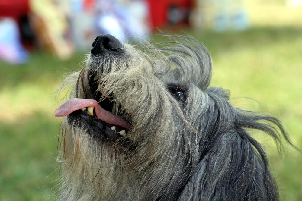 Portrait of polish lowland sheepdog