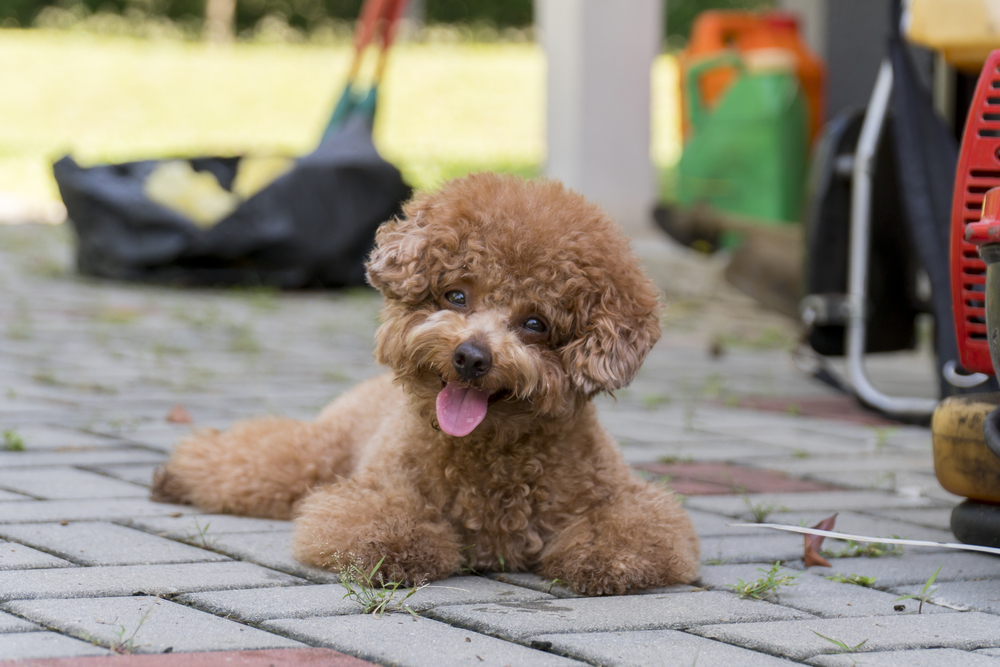 Toy Poodle lying on concrete floor at the park