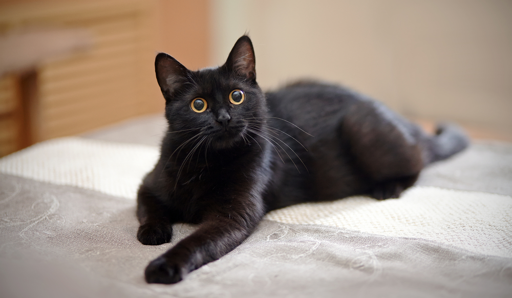 ソファの上でくつろぐ黒猫