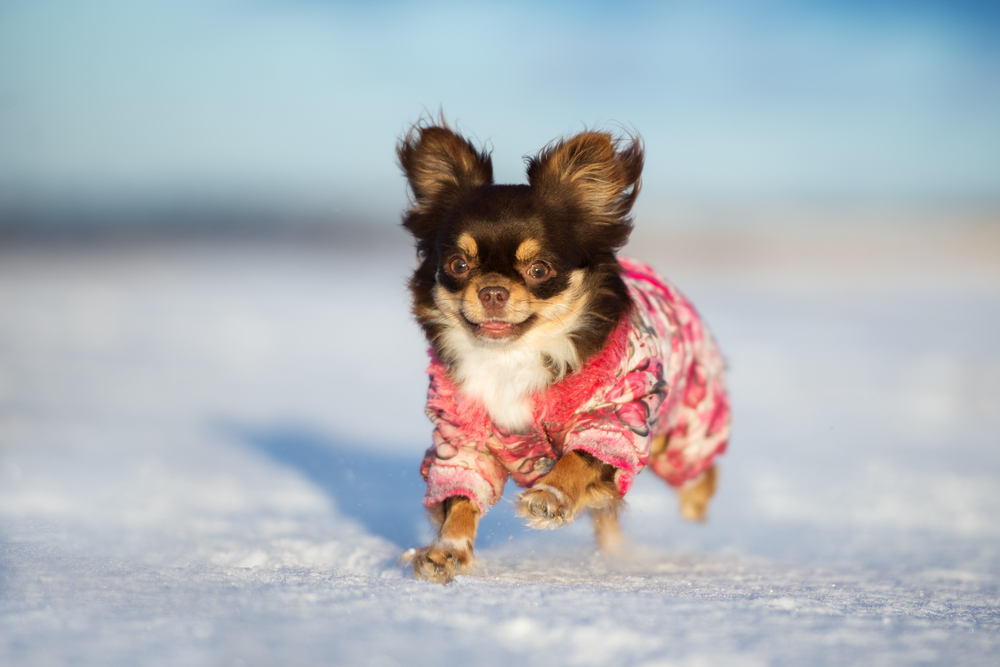 happy chihuahua dog running in the snow
