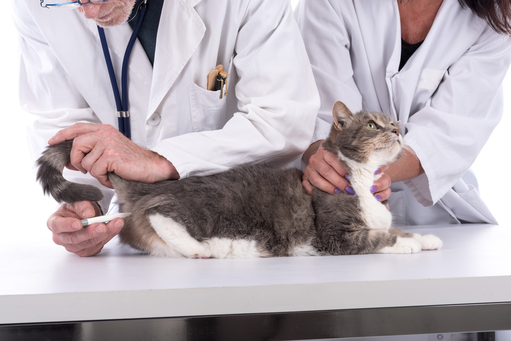 Veterinarian taking the temperature of a cat