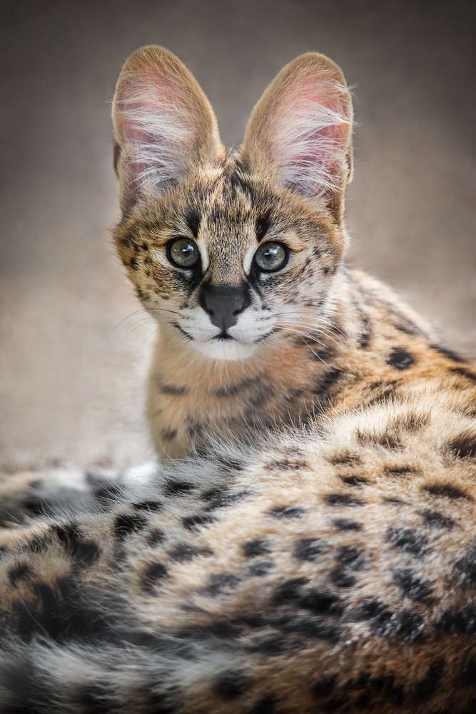 A Serval kitten at Adelaide Zoo in Adelaide, South Australia.  Servals, naturally found in Africa, and have been cross-bred with domestic cats to produce the Savannah Cat.