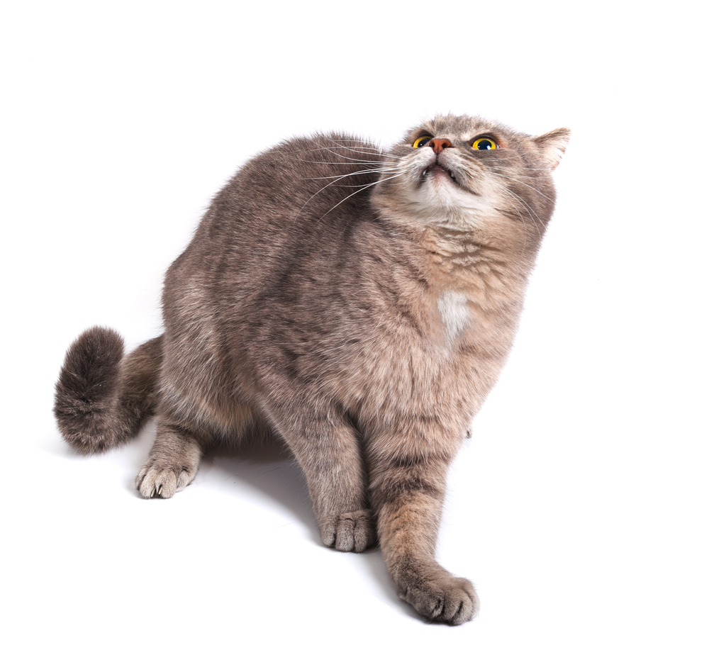 The scared cat has pressed ears and has recoiled back. It is isolated on a white background. 