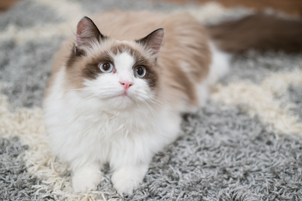 Ragdoll Cat Portrait