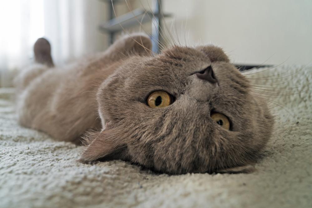 British gray cat lying on his back.