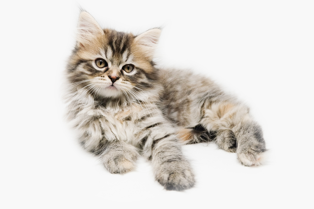 Tabby Maine Coon kitten