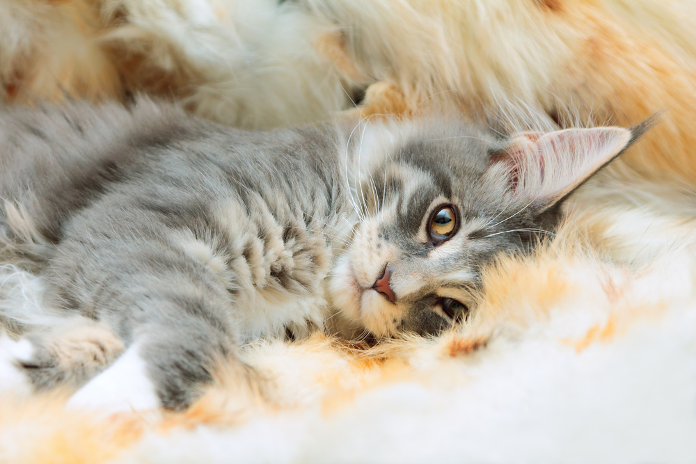 Kitten of Maine coon on spotted fur background