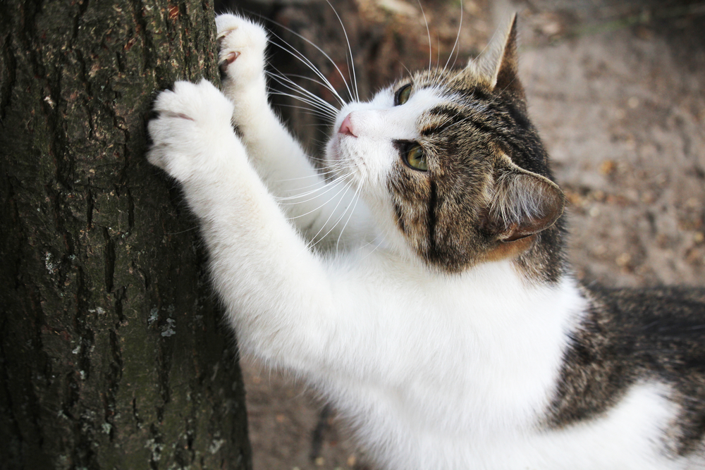 猫の爪とぎ防止策！壁紙を猫から守る！