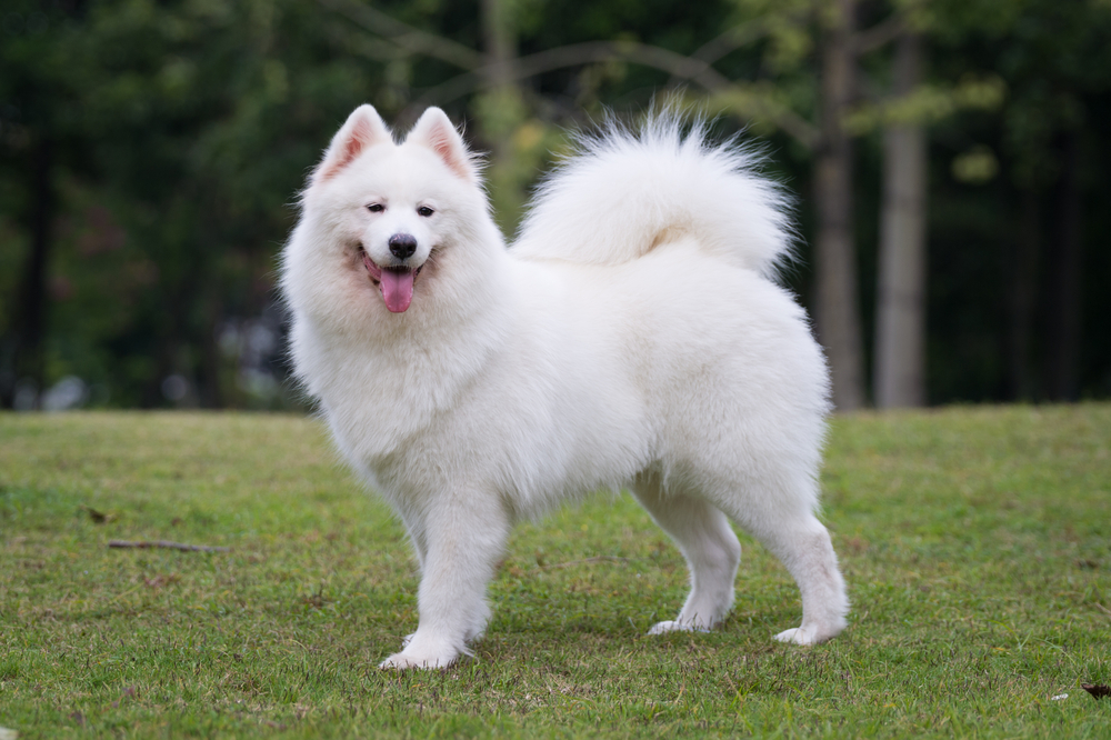 The samoyed dog on the grass in the park