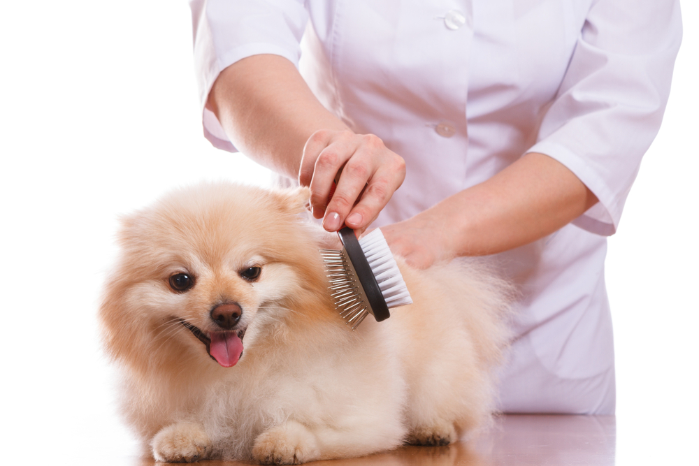 the vet holds the dog breeds Spitz on the neck stethoscope, white background