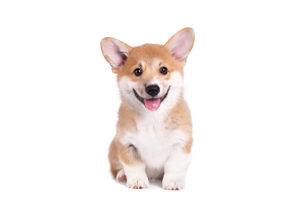 Cute Puppy Corgi Pembroke on a white background