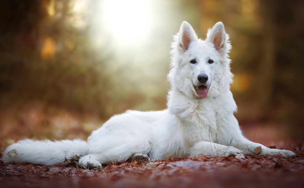 Cute White Swiss Shepherd Dog outdoor portrait