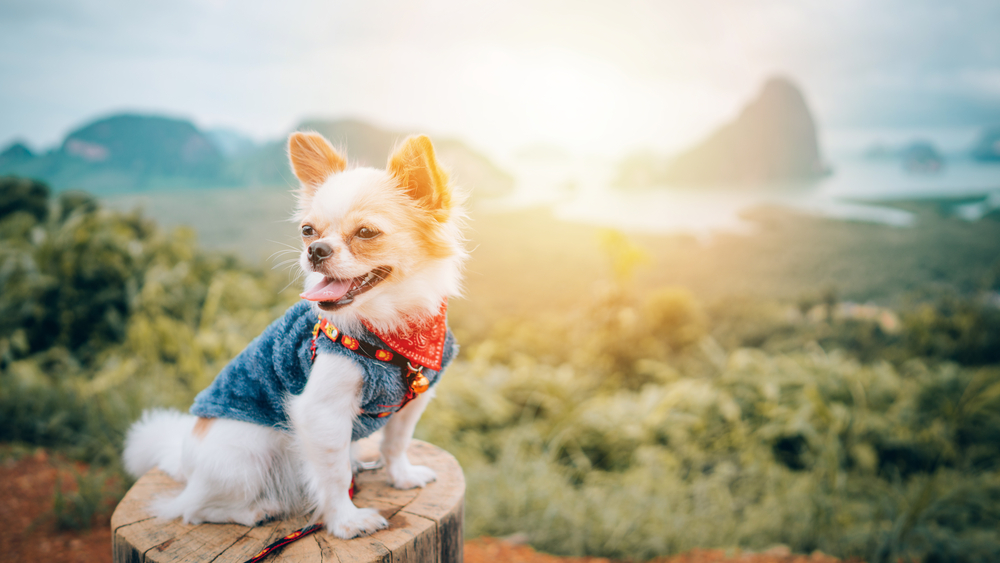 adorable chihuahua puppy sitting with view point,Thailand
