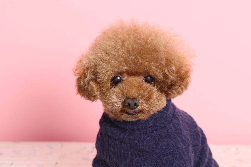 Toy poodle